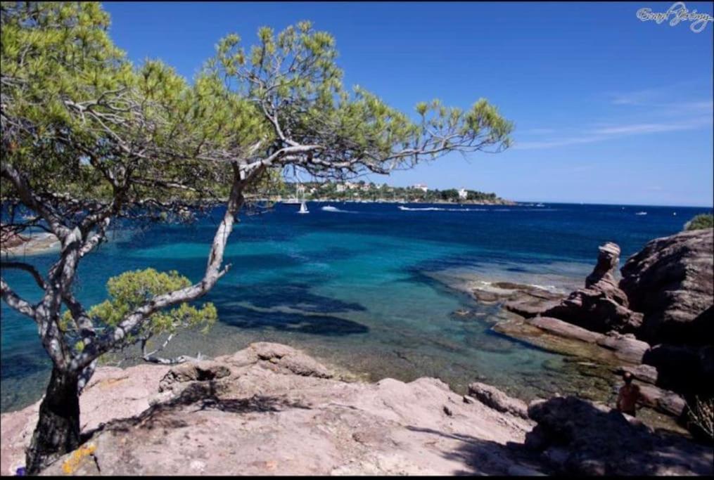 Chaleureux Appartement Face Au Port Sta Lucia, Tout A Pieds, Wifi Saint-Raphaël Exteriör bild